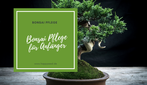 Bonsai Pflege für Anfänger