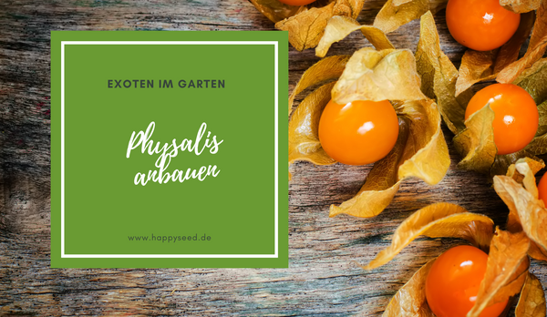 Physalis anbauen